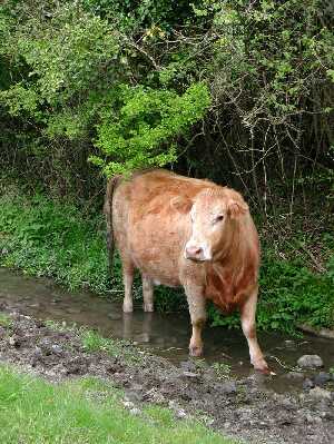 Cow