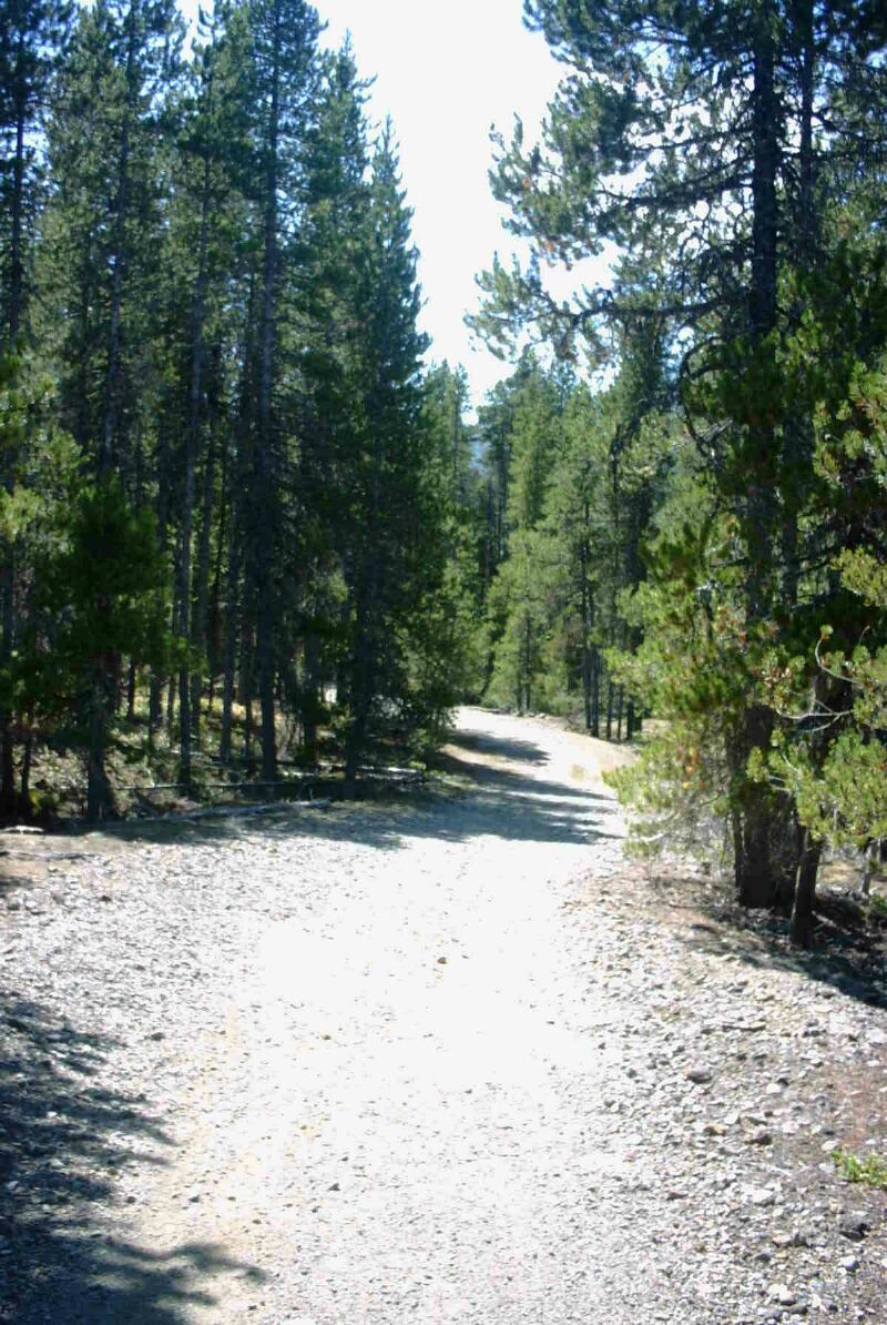 06 Logging trail at BF.jpg