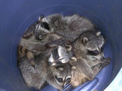 Racoons in our garbage can