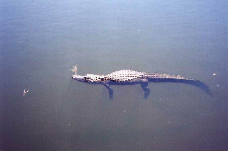 gator3_h.jpg