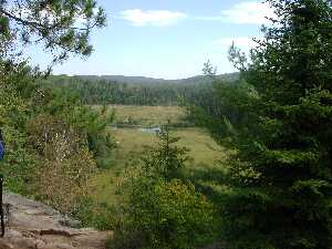 A Beaver Meadow