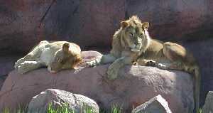 The Lions